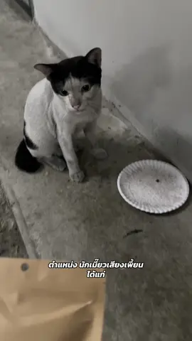 ตำแหน่งคุณเป็นแมวเสียงเพี้ยน!! ให้เลย แมวที่เสียงตลกที่สุดในประเทศไทย 👍🏻 💌 ขอบคุณพี่ใจดีจากร้าน amitypet ที่ส่งขนมสุดอร่อยมาให้นะคะ การันตีความอร่อยจากเสียงเมี๊ยวแบบ High Note ในคลิปนี้ 5555555555 ไม่ค่อยได้มาอัพเดตเลยทุกคนนนน🥹 ขอโทษเอฟซีไอหง่าวด้วยนะคะ แต่เราเอาอาหารไปให้น้องตลอดเลยน้า น้องได้รับฟามรักจากพี่ๆ คนอื่นในตึกด้วยย ไม่อดอยากแน่นอนนนน 🫶🏻 #แมวจร #แมวจรหาบ้าน #แมวจรในที่จอดรถ #ทาสแมว #สัตว์โลกน่ารัก 