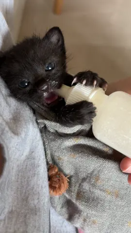 atitino a novela 😝 #fyp #viral #foryou #cat #vaiprofycaramba 