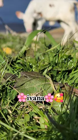 #الجزائر🇩🇿😘تيك_توك_ #الجزائر🇩🇿 #sportsontiktok #أكسبلور #شعب_الصيني_ماله_حل😂😂 