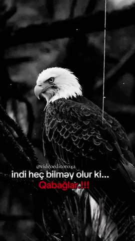 indi heç bilməy olur ki...Qabağlar.!