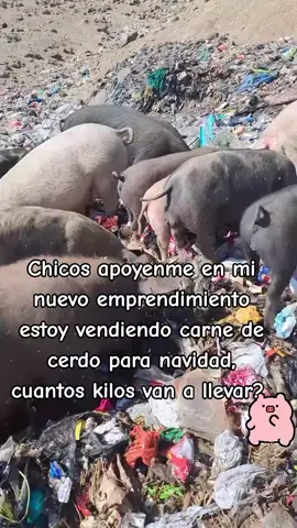 #cerdostiktok #navidadentiktok #lechon #añonuevo 