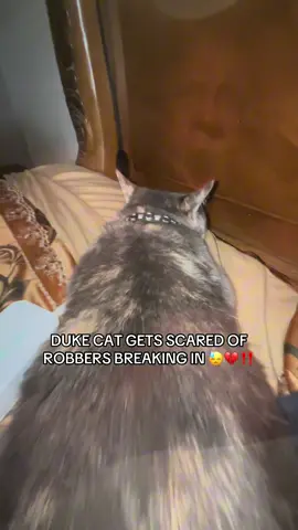 POOR DUKE CAT🥺😭