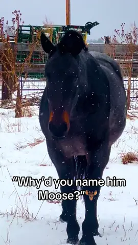 If you had seen him as he was first trying to stand up you would have thought of Moose too 🤣 #horse #horses #horseriding #horsetok #horsesontiktok 