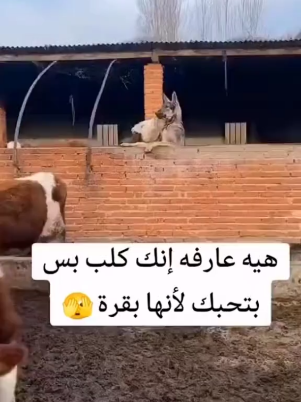 هي عارفه انك كلب 🤣 #التعليق_الصوتي_صادق_العودي #اضحك_من_قلبك_مع_صادق_العودي🤣 #الشعب_الصيني_ماله_حل😂😂 