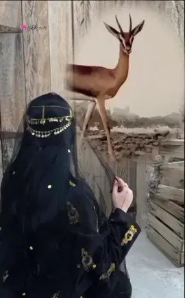 نجفوه غلا من جافانا 🥱✋🏻#اغاني_ليبيه #أغاني#تصميم_فيديوهات🎶🎤🎬#CapCut#MusicCreation 