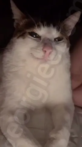 They may not agree with you #fyp #georgieebom #cat #meme #funny 