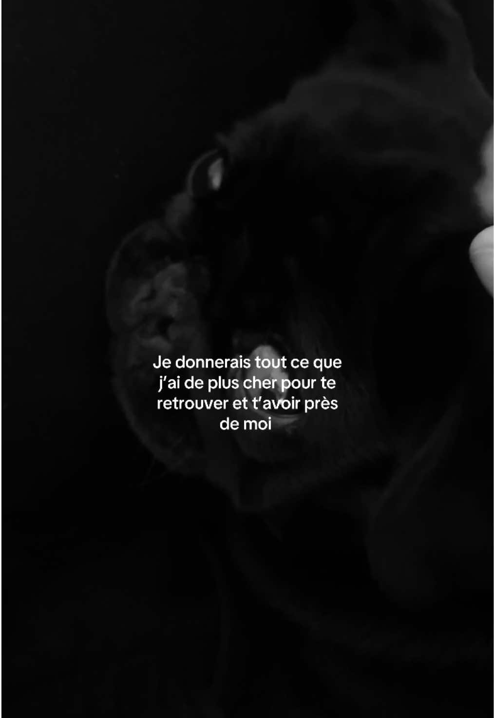 notre bb nommé happy c’est enfuis déjà depuis 1semaine on suppose que quelqu’un l’a trouvé. J’espère de tout coeur que quelqu’un va la retrouver aider nous . PERDU -HAPPY carlin noir SAINT OMER Nous recherchons désespérément notre chienne Happy, un carlin noir, très câline, joueuse et affectueuse. Elle adore les humains et donne énormément d'amour .... C'est notre bébé Depuis sa disparition, notre famille est très inquiète. La maison est vide sans elle, elle nous manque terriblement. Tous les vétérinaires de Saint-Omer, ainsi que la SPA, ont été prévenus. Elle est pucée et déclarée perdu, personne ne peut légalement la garder . Si vous l'avez vue ou retrouvée, merci de me la rendre au plus vite. Contact: 0626777525 Elle est stérilisée, et a de gros problèmes cardiaques elle doit se faire opérer la semaine prochaine. Merci pour votre aide et vos partages. La SPA - Refuge de Saint Omer#pourtoii 