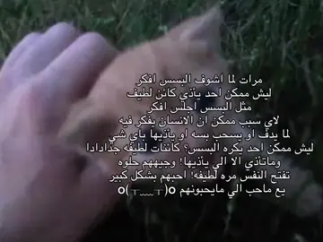 #cat #الحقوق_القططيه #لا_لقمع_القطط #افضل_كائنات_الارض #القطط_احبابي 