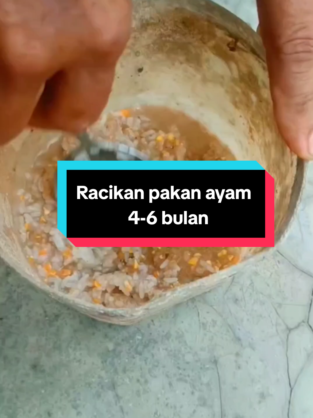 racikan pakan ayam 4 sampai 6 bulan #ayambangkok #peternak #FiturSuaraTikTok 