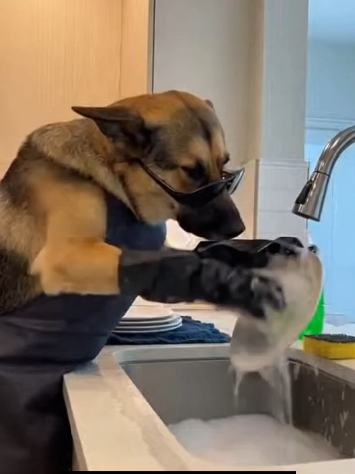 Márcia me coloca pra lavar pratos #cachorrosdivertidos #caozinhosnotiktok #caozinhoesperto #animiaisengraçados