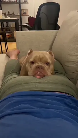 When your dog hears your fart and looks at you like a crime just happened 😂🐶 #FunnyDogs #DogComedy #FunnyPets #DogOwners #DogLife 