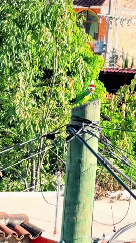 a tomar el sol 🌞🦜 #fyp #parrot #niño  #loros #hermoso 
