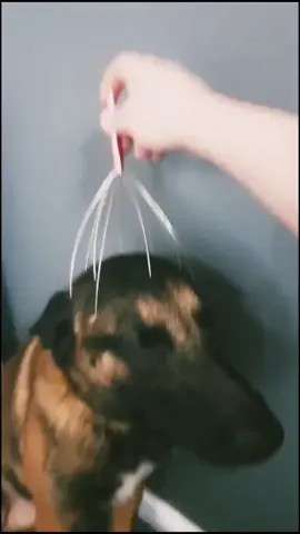 Dogs when you scratch that spot#cutedog #dogsoftiktok #funnydogs #doglovers #DogTok 