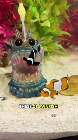 Replying to @JessicaCB am I the barracuda or is mama? #clownfish #clownfishbreeding #babyclownfish #breeding 