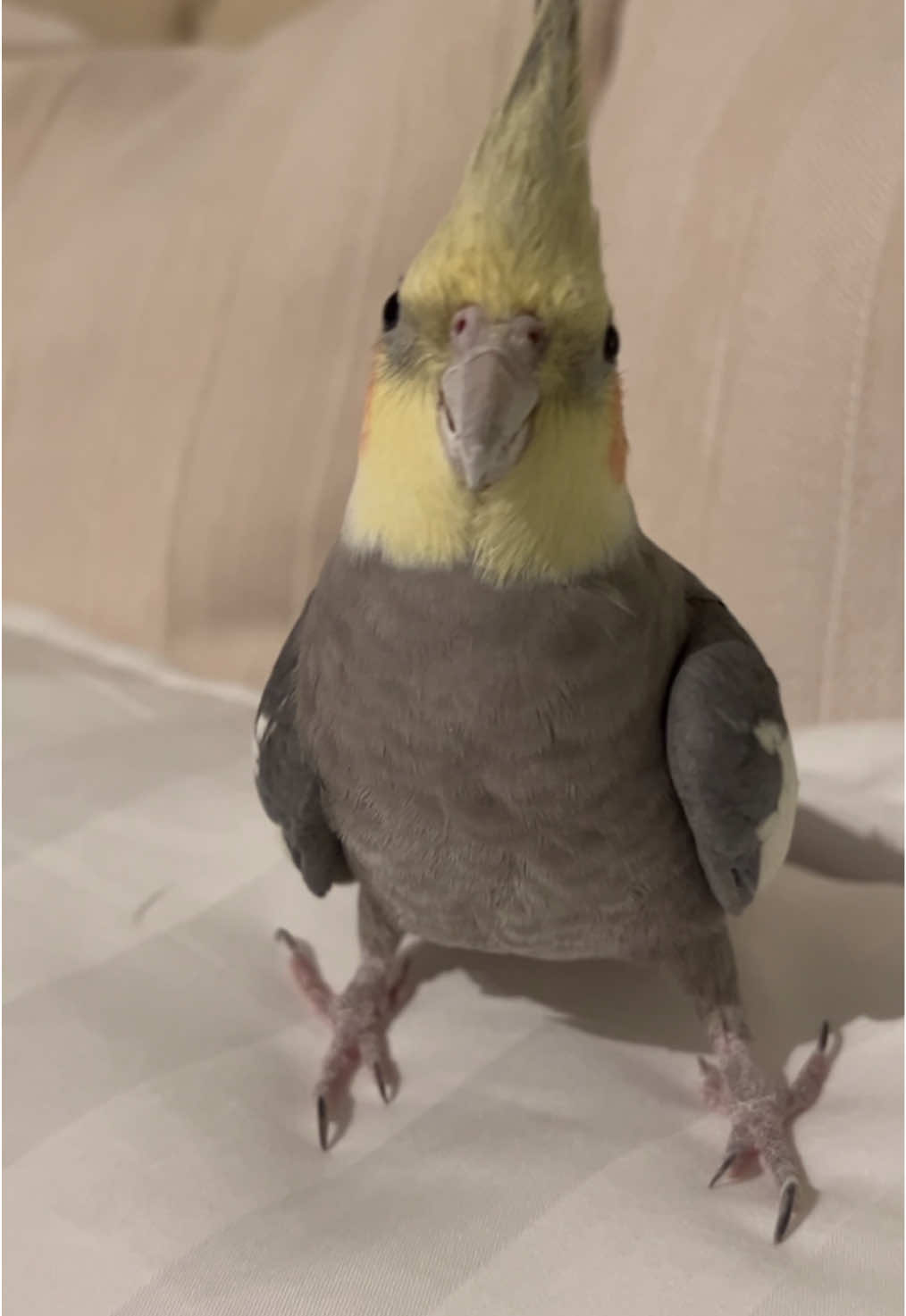 چگليتة🥰 #fyp #foryoupage #foryou #explore #كروان 