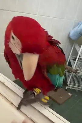 Now she’s trying to say shake 😂#fyp #macaw #parrotsoftiktok #parrot #macawsoftiktok 