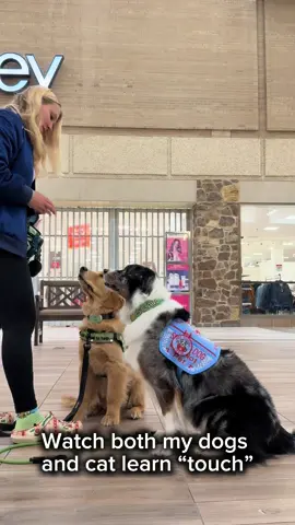 If my cat can do this your pets should too!  #scartheaussie #fyp #scar #willow #catsanddogsoftiktok 