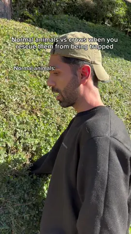 Normal animals vs crows when you rescue them from being trapped. #fyp #humor #joke 