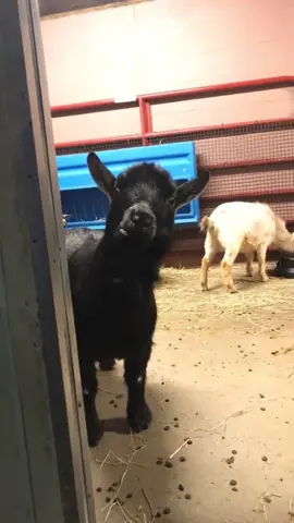 #duo avec @whiskers & wild tings 🐾 #goats 