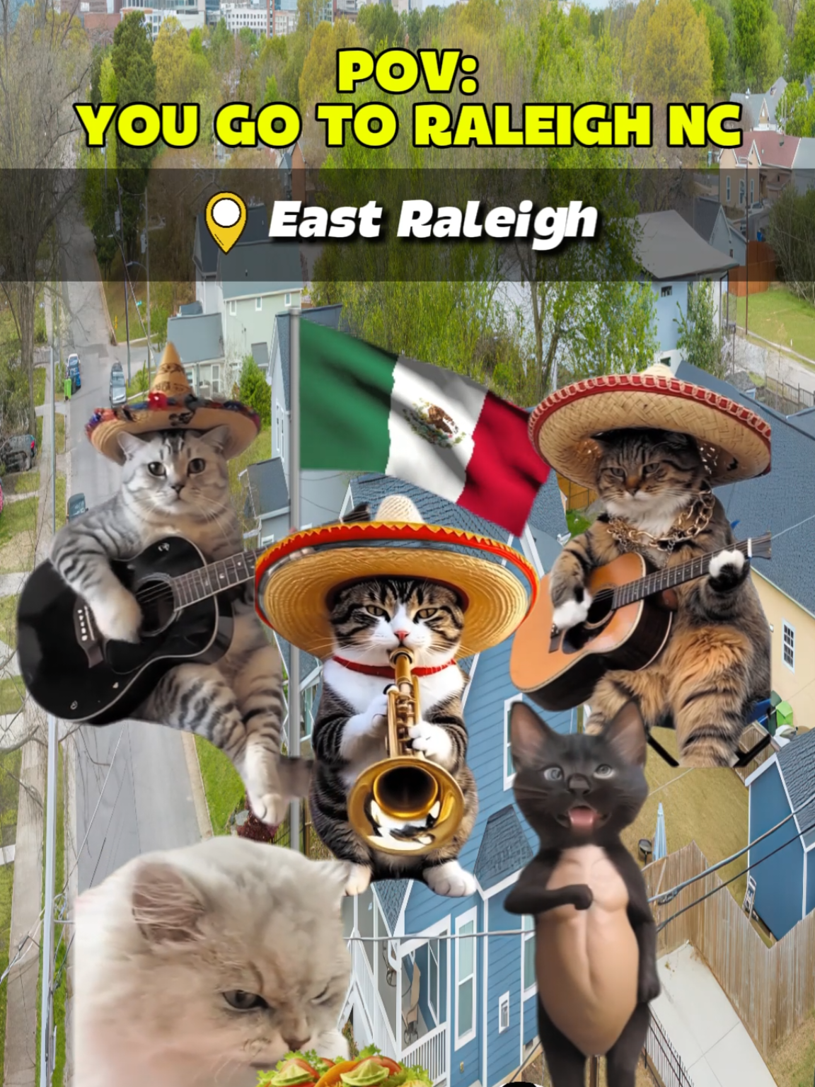 POV you go to Raleigh NC #PlacesToVisit #catmeme #relateable 