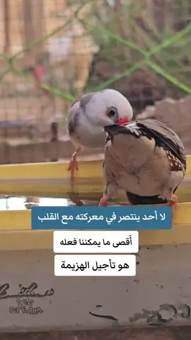 #استوريات #تصميمي #هاشتاق #مشاهدات #هاشتاقات_تيك_توك_العرب 