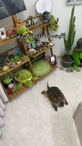 #سلاحف #turtle #tortoise #سلاحف_النينجا #حيوانات 