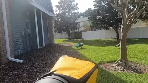 what a surprise... since their arrival here on beautiful staten island, the peebirds have begun using their varoious powers and abilities to terrorize the people of this realm. situations like these call for desperate measures. in a statement given late last tuesday, the president of staten island gave clearance for the deployment of 250 p-24 capture-class pee-bots to begin their all-out assault on the pee-bird armada. what you see here is internal footage captured by one such pee-bot, en route to a call in the 