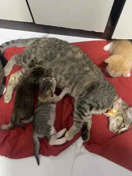 Si me hizo asustar 🤣🤣🤣 #paratiiiiiiiiiiiiiiiiiiiiiiiiiiiiiii #fyp #🤣 #funnyvideos #cat 