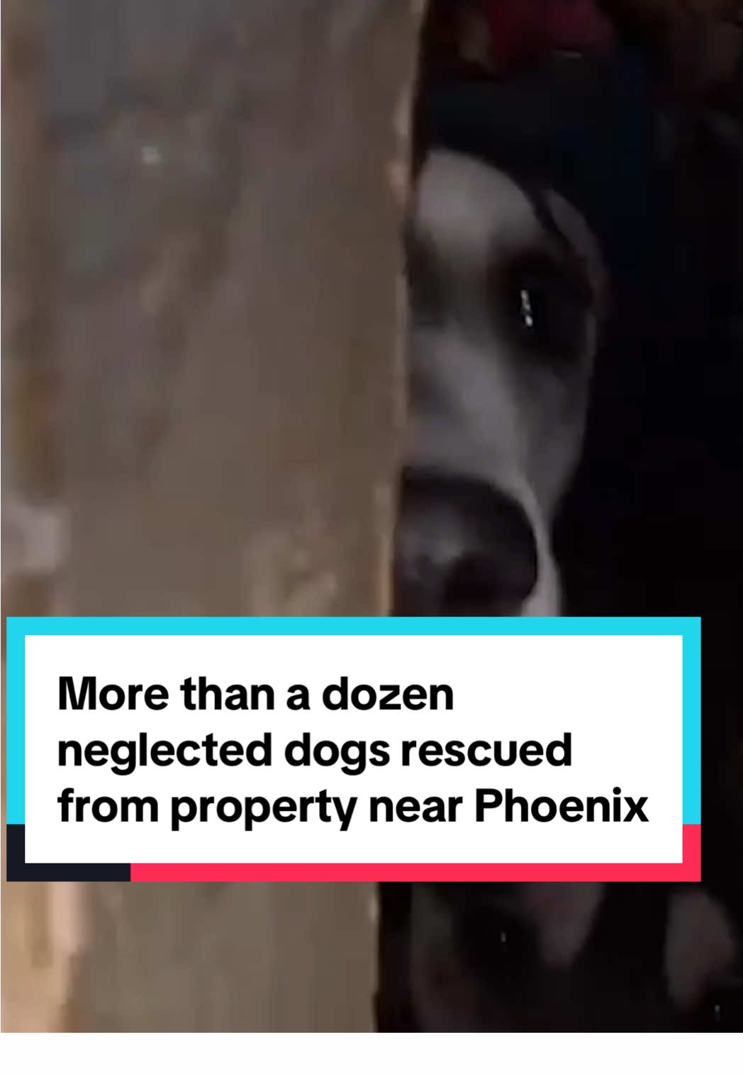 Authorities rescued 14 dogs from a property near Phoenix on Wednesday after receiving a social media tip. Detectives from the Maricopa County Sheriff’s Office Animal Crimes Unit visited the property and found the dogs living in a shed in filthy conditions. Investigators say they were in there for at least a month. The dogs are now safe and receiving care. #phoenix #arizona 