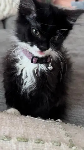 Her tongue 👅 is always out so hilarious 😂 #kitty #kittiesoftiktok #catlover #tonguesout 