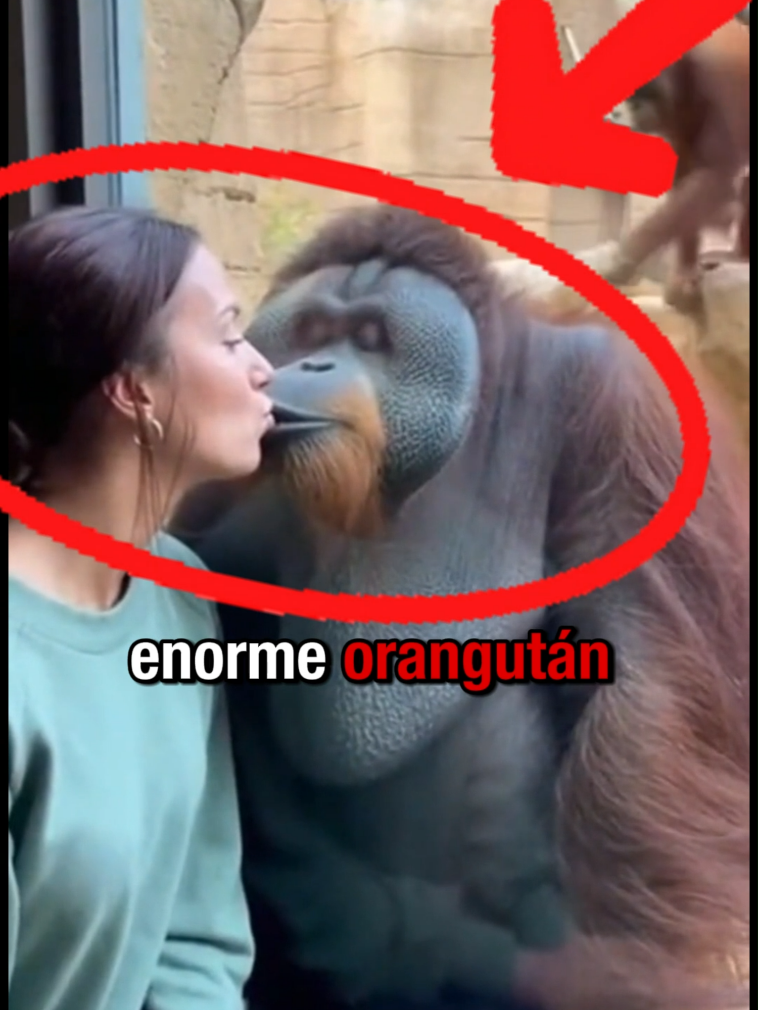 La novia celosa atacó 😳🦧 #funny #fyp #animal #fail #novia