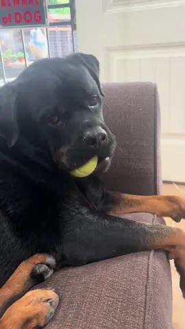 #rottweilersoftiktok #sassydog #nationaldogday #luigi #sassydogs 