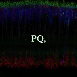TQ, AQ, IQ, MQ, PQ, EQ, SQ — seven different forms of human intelligence, each responsible for its own domain: logic, emotion, morality, the body, stress resilience, social adaptation, and technological competence. Together, they explain why two people with the same IQ can live completely different lives — and why it’s the combination of these “seven axes” that determines how we act under pressure, how we make decisions, and what happens to us when the world becomes unpredictable. #tq #aq #iq #eq #sq