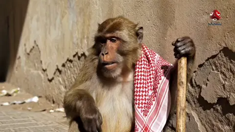 من أقوى المقاطع الثمانية #ذكاء_اصطناعي #قرد #fouryou #fyp 