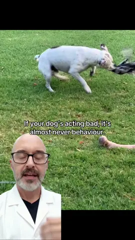 Your dog’s “bad behaviour” isn’t bad at all — it’s their body asking for help. Learn the signs before they turn serious. 🐾✨ #DogHealthTips #VetSecrets #NaturalDogCare #DogWellness #HealthyDogs