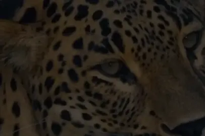 بە خۆی دەڵێ (پیــــــاو) لە چاتی  کچانیش ئەڵێ (میــــــــاو)…😂🤌🏻 #kurdistan #foryou #edit #hd 