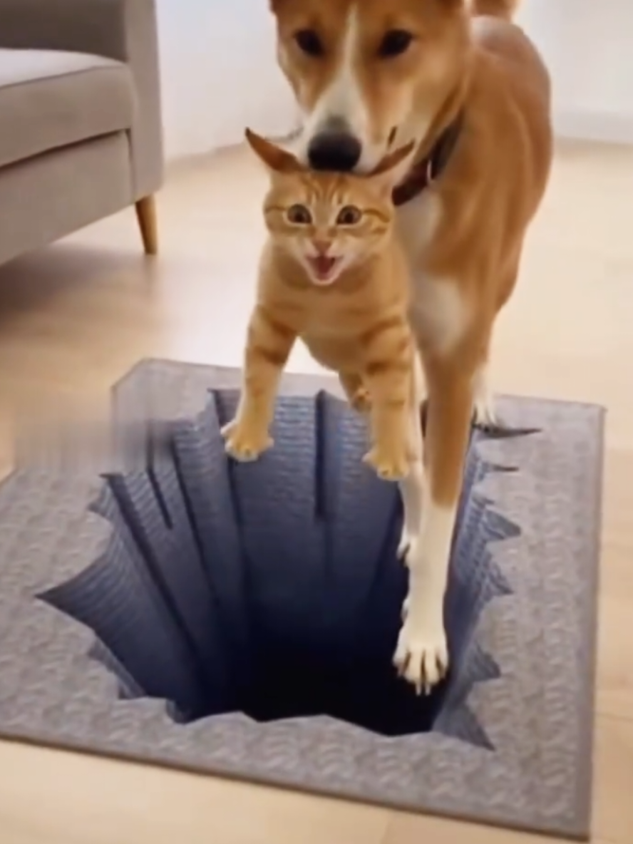 Cats and Dogs So Funny short 😂😅😂😅😂😅😂😅😂😅😂😅 #sofunny #dog #cats #tiktok #foryou #foryoupage #fypシ #unitedstates #usa🇺🇸 #usa 