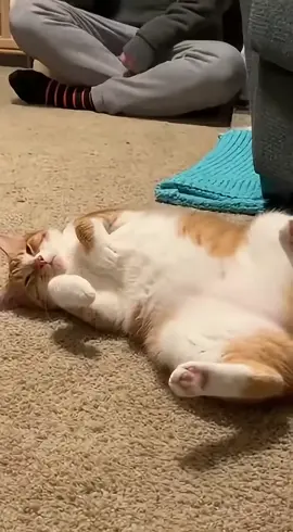 #funny #cats #sora2  shocked🙀