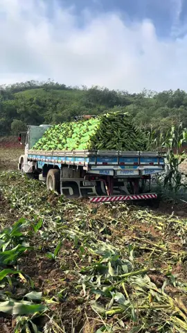 Boa noite #viral #mesegue #roça #agro 