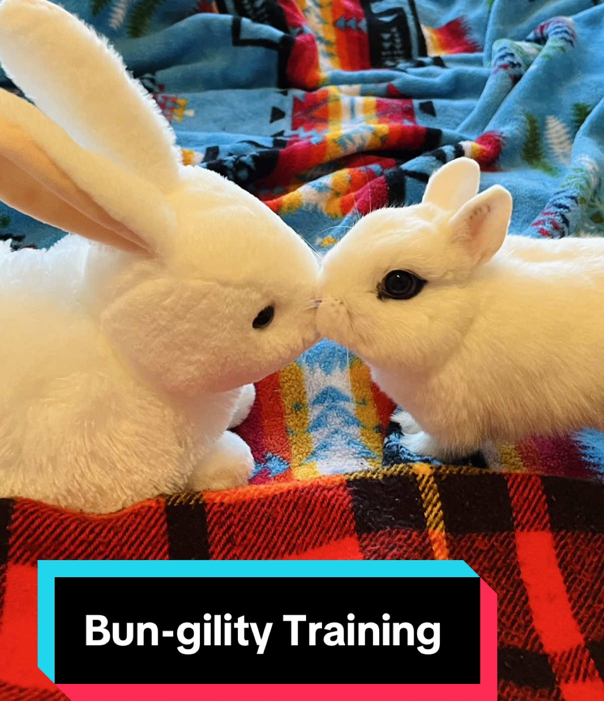 Underestimate her size. Expect the whirlwind. #bunny #cute #training #happy #family 