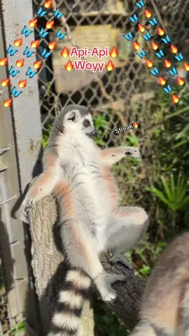 Woyy Api Api🔥🔥🔥🔥🦋🦋🦋 #GreenCreator #VinWonders #dulich #vinpearlsafariphuquoc #chuoi 