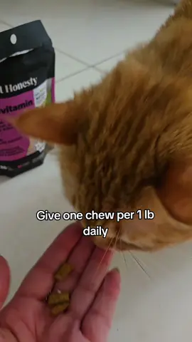 #fyp #cats #catsoftiktok  #pethonesty #multivitamin 