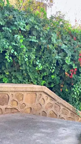 #المدية__26 @Cheb. Ninou. Texas. 