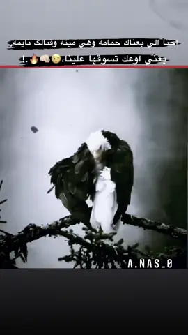 #تصميم_فيديوهات🎶🎤🎬 #عباراتكم_الفخمه📿📌 #شعب_الصيني_ماله_حل😂😂 #شاكر،قاسم،💪 