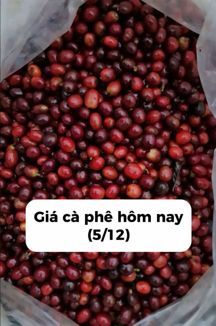 Bản tin cà phê 5/12 ☕️ #viraltiktok  #fypシ゚  #nongsanvietcoffee  #bantincaphe  #tintuccaphe 