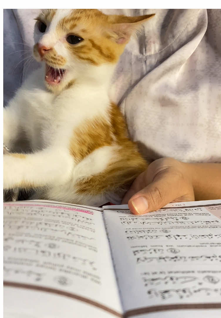 Udah susah di ajak ngaji,malah ngelawan mama 😭🥴  #como #kucing #fyppppppppppppppppppppppp  #cats  #cat 
