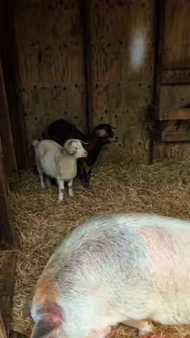 Goats and pig getting out of the rain.  #goat #pig #pet #rainyday #barn
