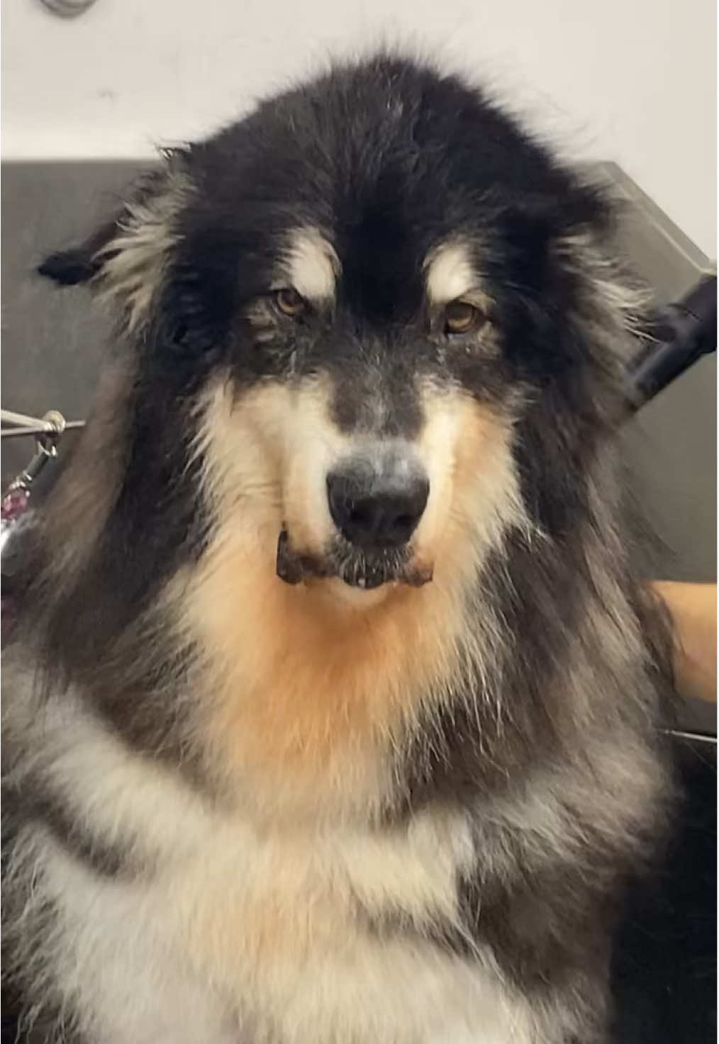 I don’t know which is more amusing.. jaspers face or my fit (We had plans after work I was attempting to not get disgusting 😬) #alaskanmalamute #deshedding #giantdog #malamute #doggrooming 