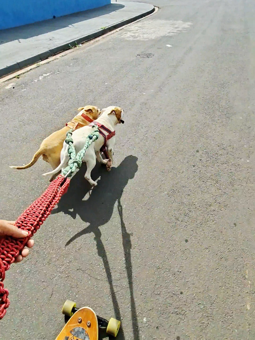 levando o dono pra passear 🐕‍🦺🛹 #skatetraining #pitbulltraining #skateboardog #pitbull #Lifestyle 