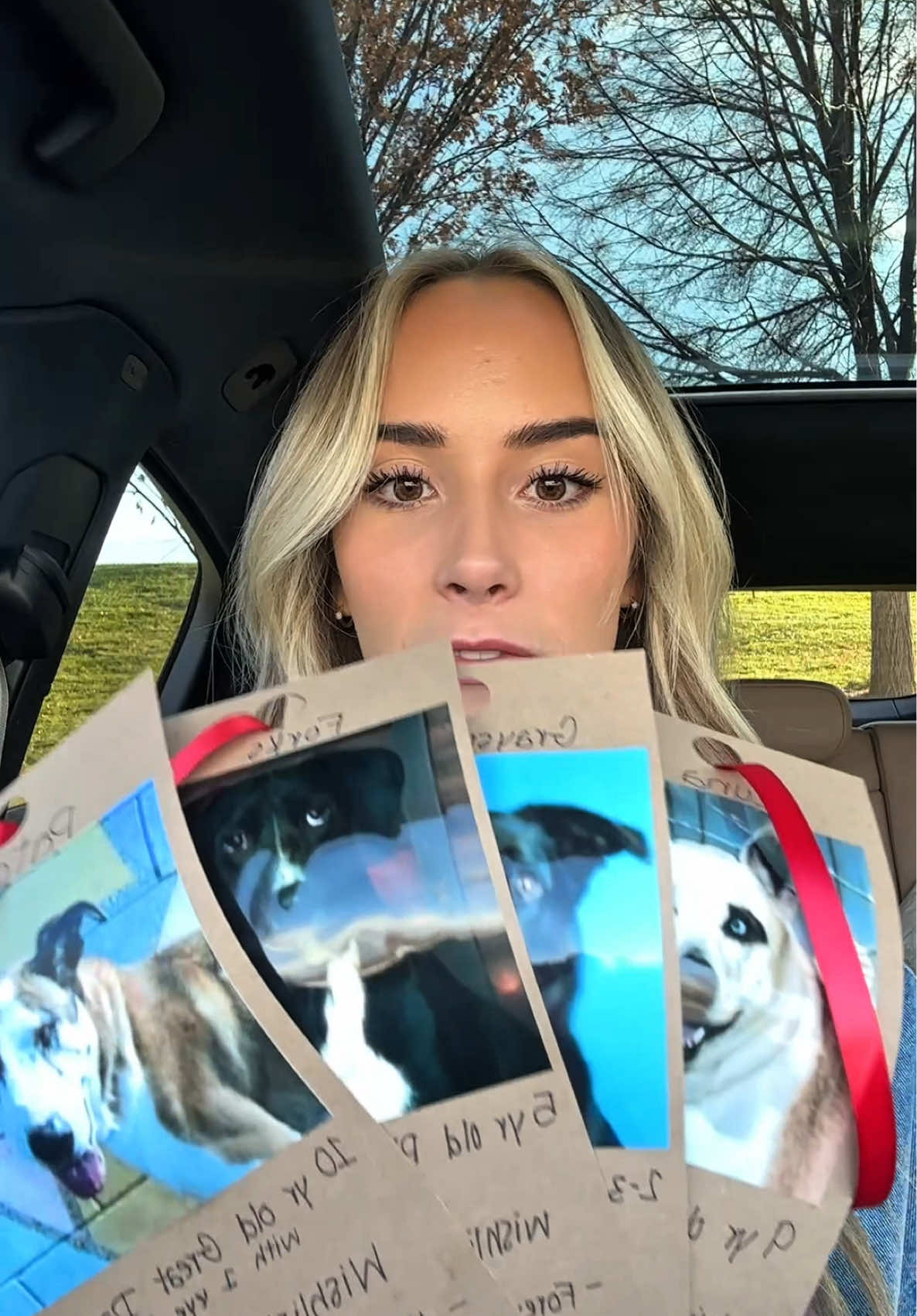 Shelter dog angel tree 🐾✨ #angeltree #dogsoftiktok #dogs #angeltreeshopping All animals available for adoption @westvalleyanimalsutah ! 